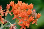 Butterfly milkweed